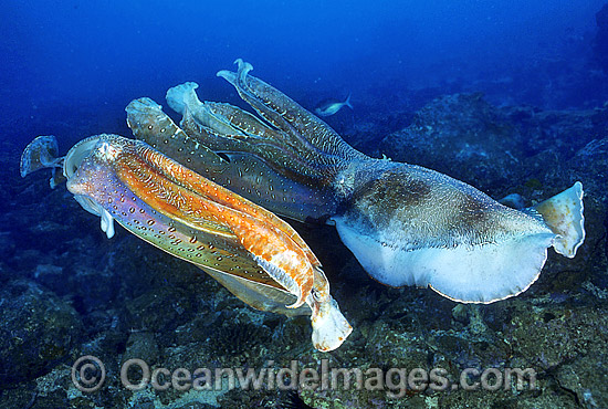 Giant Cuttlefish two rivalling males photo Giant Cuttlefish two rivalling males photo