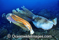 Giant Cuttlefish two rivalling males Photo - Gary Bell