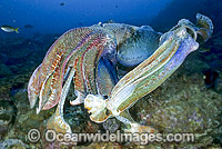 Giant Cuttlefish rivalling males Photo - Gary Bell