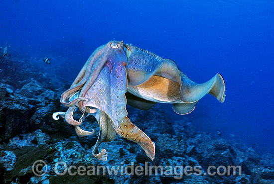 Giant Cuttlefish Sepia apama photo Giant Cuttlefish Sepia apama photo