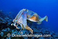 Giant Cuttlefish Sepia apama Photo - Gary Bell