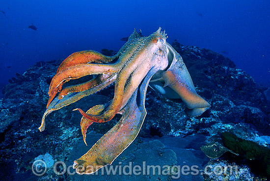 Giant Cuttlefish Sepia apama photo Giant Cuttlefish Sepia apama photo