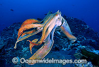 Giant Cuttlefish Sepia apama Photo - Gary Bell