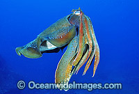 Giant Cuttlefish Photo - Gary Bell