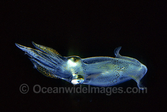 Luminous Bay Squid Loliolus noctiluca photo Luminous Bay Squid Loliolus noctiluca photo