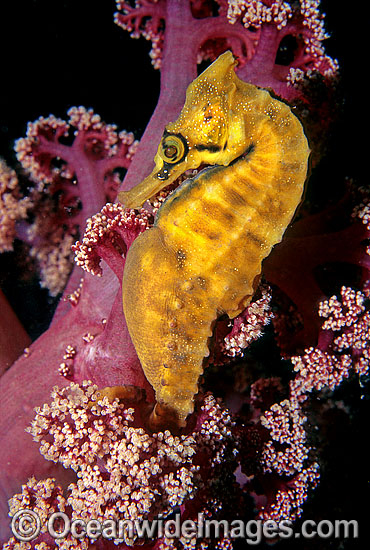 Whites Seahorse Hippocampus whitei photo