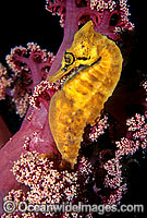 Whites Seahorse Hippocampus whitei Photo - Gary Bell