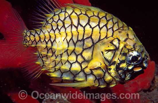Pineapplefish Cleidopus gloriamaris light organ photo Pineapplefish Cleidopus gloriamaris light organ photo