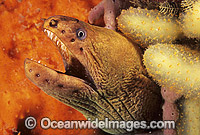 Green Moray Eel in sponge Photo - Gary Bell