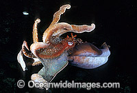 Giant Cuttlefish Sepia apama Photo - Gary Bell