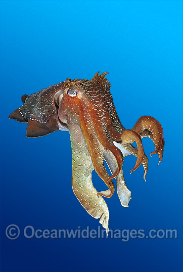 Giant Cuttlefish Sepia apama photo Giant Cuttlefish Sepia apama photo