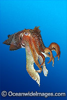 Giant Cuttlefish Sepia apama Photo - Gary Bell