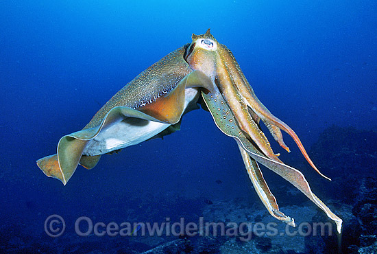 Giant Cuttlefish Sepia apama photo Giant Cuttlefish Sepia apama photo