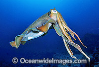 Giant Cuttlefish Sepia apama Photo - Gary Bell