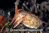 Reaper Cuttlefish Sepia mestus Photo - Gary Bell