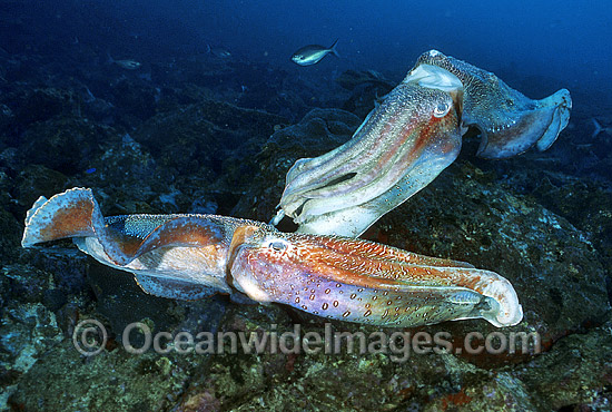 Giant Cuttlefish rivalling males photo Giant Cuttlefish rivalling males photo