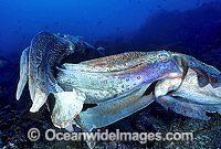 Giant Cuttlefish two rivalling males Photo - Gary Bell