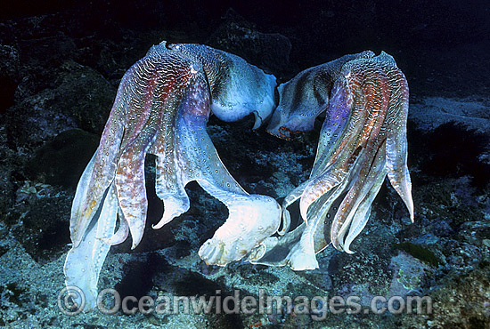 Giant Cuttlefish rivalling males photo Giant Cuttlefish rivalling males photo