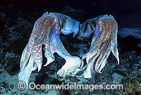 Giant Cuttlefish rivalling males Photo - Gary Bell