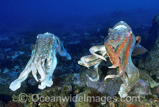 Giant Cuttlefish males photo Giant Cuttlefish males photo