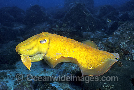 Giant Cuttlefish photo Giant Cuttlefish photo
