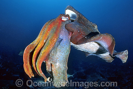 Giant Cuttlefish photo Giant Cuttlefish photo