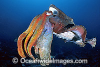 Giant Cuttlefish Photo - Gary Bell