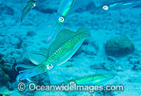 Bigfin Reef Squid courting Photo - Gary Bell