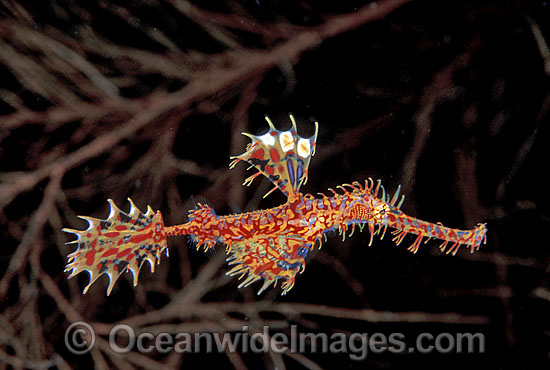 Harlequin Ghost Pipefish photo