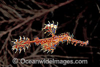Harlequin Ghost Pipefish Photo - Gary Bell