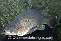 Murray Cod Maccullochella peelii peelii Photo - Gary Bell