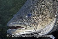 Murray Cod Maccullochella peelii peelii Goodoo Photo - Gary Bell