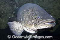 Maccullochella peelii peelii Greenfish Photo - Gary Bell