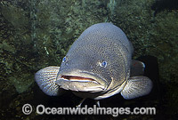 Murray Cod Maccullochella peelii peelii Photo - Gary Bell