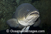 Murray Cod Maccullochella peelii peelii Photo - Gary Bell