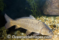 European Carp Cyprinus carpio Photo - Gary Bell