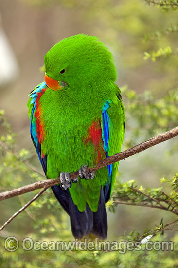 Eclectus Parrot photo