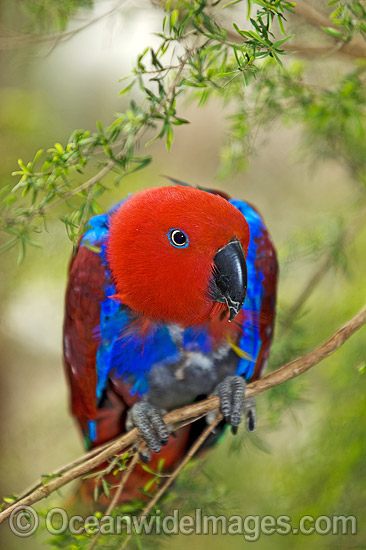 Eclectus Parrot Eclectus roratus photo
