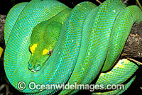 Green Python Morelia viridis Photo - Gary Bell