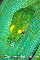 Green Python Photo - Gary Bell