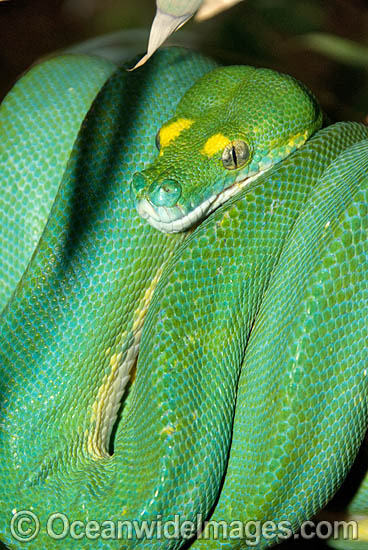 Green Python photo Green Python photo
