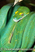 Green Python Photo - Gary Bell
