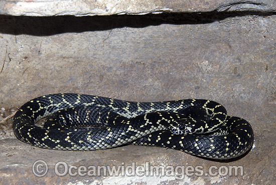 Broad-headed Snake Hoplocephalus bungaroides photo