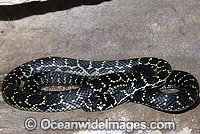 Broad-headed Snake Hoplocephalus bungaroides Photo - Gary Bell