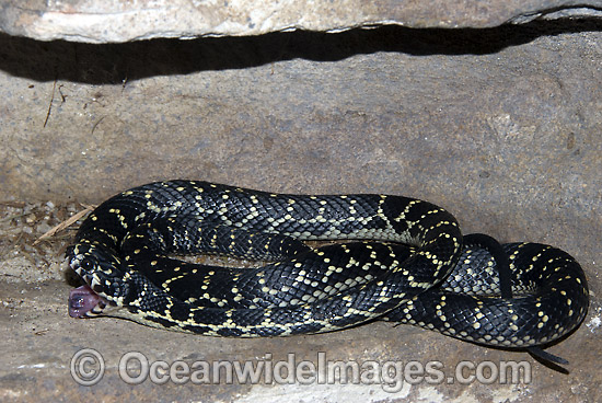 Broad-headed Snake Hoplocephalus bungaroides photo