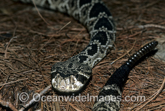 Diamondback Rattlesnake Crotalus adamanteus photo