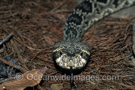 Eastern Diamondback Rattlesnake photo