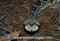 Eastern Diamondback Rattlesnake Photo - Gary Bell