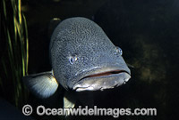 Murray Cod Maccullochella peelii peelii Photo - Gary Bell
