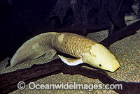 Australian Lungfish Neoceratodus forsteri Photo - Gary Bell